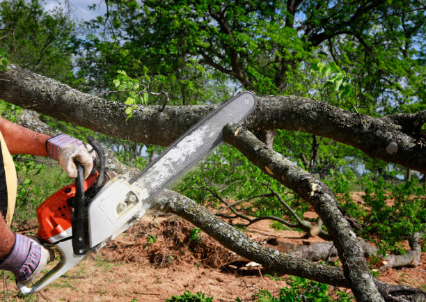 How Our Tree Care Process Works  in  Branchville, SC