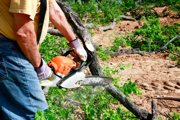 Trusted Branchville, SC Tree Care Services Experts